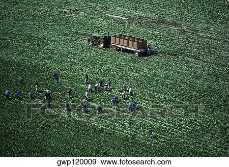 Aerial, harvesting head lettuce View Large Photo Image Stock Photo - Aerial, harvesting head lettuce. Fotosearch