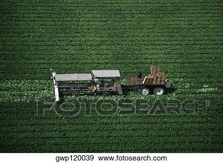 Aerial, harvesting head lettuce View Large Photo Image Stock Photo - Aerial, harvesting head lettuce. Fotosearch