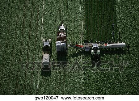 Aerial, harvesting head lettuce View Large Photo Image Stock Photo - Aerial, harvesting head lettuce. Fotosearch