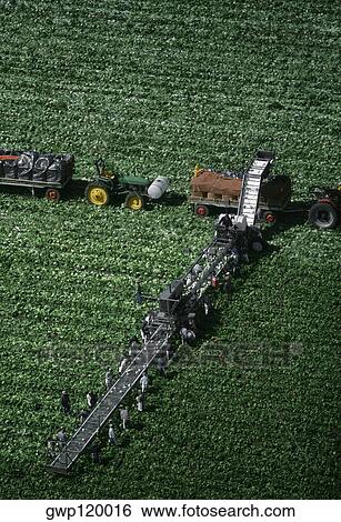 Stock Photograph - Aerial, harvesting head lettuce. Fotosearch