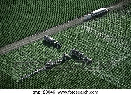 Aerial, harvesting head lettuce View Large Photo Image Stock Photograph - Aerial, harvesting head lettuce. Fotosearch