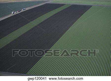 Stock Image - Aerial of red and green leaf lettuce field. Fotosearch