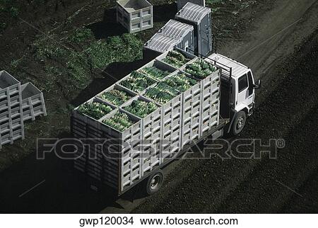 Aerial, truckload of harvested onions View Large Photo Image Picture - Aerial, truckload of harvested onions. Fotosearch