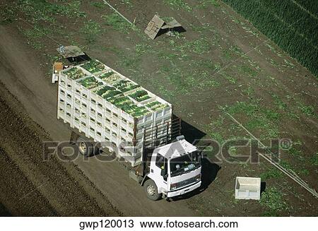 Aerial, truckload of harvested onions View Large Photo Image Stock Image - Aerial, truckload of harvested onions. Fotosearch