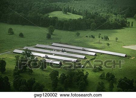 Chicken farm, Tennessee View Large Photo Image Stock Image - Chicken farm, Tennessee. Fotosearch