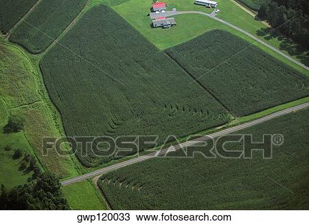 Corn field, Tennessee View Large Photo Image Stock Image - Corn field, Tennessee. Fotosearch