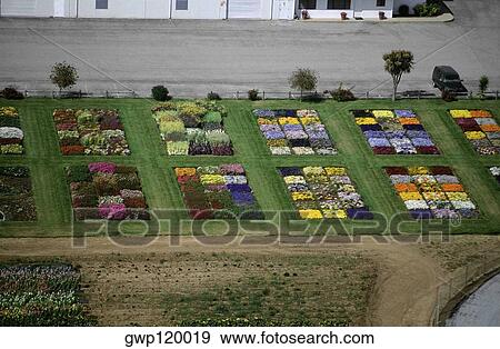 Experimental flower plots View Large Photo Image Stock Photo - Experimental flower plots . Fotosearch