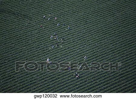 Farm workers hand harvesting cauliflower View Large Photo Image Stock Image - Farm workers hand harvesting cauliflower. Fotosearch