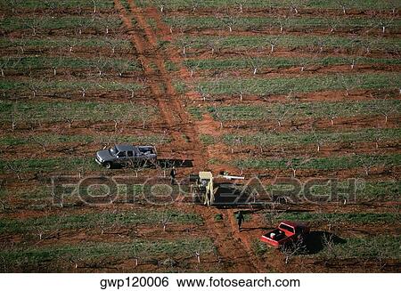 Farm workers in flowering peach orchard, Georgia View Large Photo Image Stock Photograph - Farm workers in flowering peach orchard, Georgia. Fotosearch