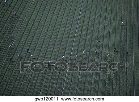 Stock Image - Farm workers weeding a lettuce field. Fotosearch