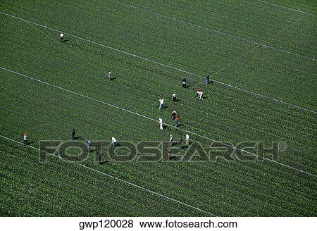 Stock Photo - Farm workers weeding a lettuce field. Fotosearch