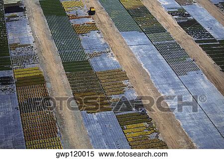 Harvested vegetables in boxes ready to ship View Large Photo Image Stock Photography - Harvested vegetables in boxes ready to ship . Fotosearch