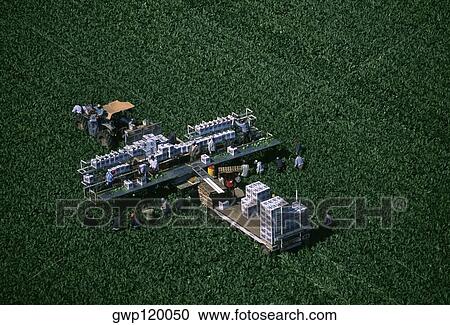Harvesting Broccoli View Large Photo Image Stock Image - Harvesting Broccoli. Fotosearch