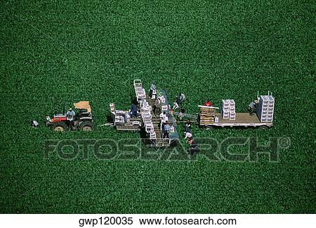 Harvesting broccoli View Large Photo Image Stock Photography - Harvesting broccoli . Fotosearch