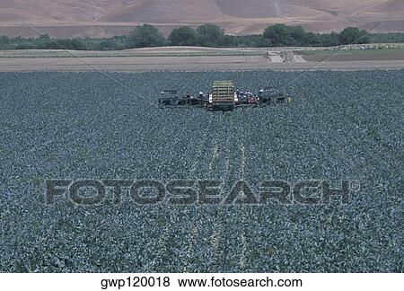 Harvesting field of cauliflower View Large Photo Image Stock Photo - Harvesting field of cauliflower. Fotosearch