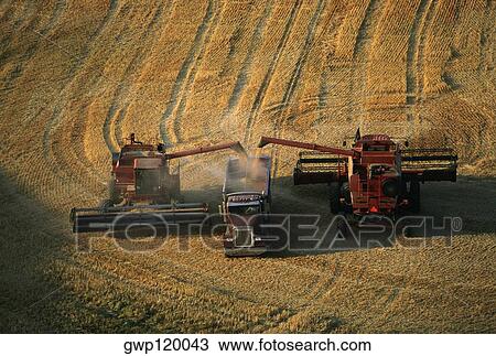 Harvesting golden wheat, Washington state View Large Photo Image Stock Image - Harvesting golden wheat, Washington state. Fotosearch