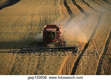 Harvesting golden wheat, Washington state View Large Photo Image Stock Photo - Harvesting golden wheat, Washington state. Fotosearch