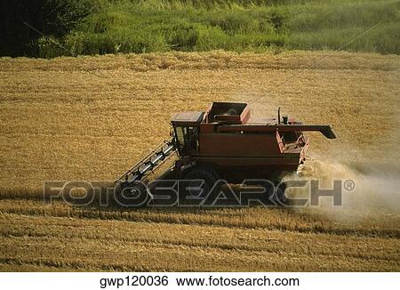 Harvesting golden wheat, Washington state View Large Photo Image Stock Photograph - Harvesting golden wheat, Washington state. Fotosearch