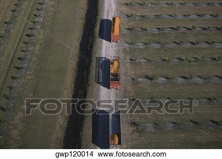Harvesting oranges, Florida View Large Photo Image Picture - Harvesting oranges, Florida. Fotosearch