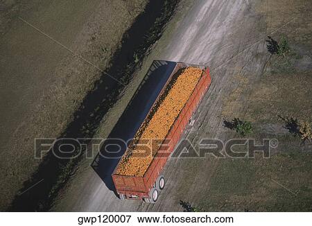 Harvesting oranges, Florida View Large Photo Image Stock Photo - Harvesting oranges, Florida. Fotosearch