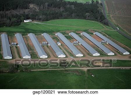 Industrial chicken farm, Georgia View Large Photo Image Stock Image - Industrial chicken farm, Georgia. Fotosearch