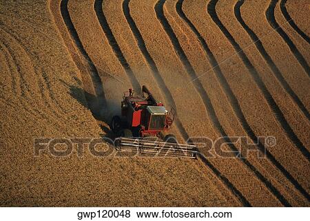 plowed fields of golden wheat, Washington state View Large Photo Image Stock Photo - plowed fields of golden wheat, Washington state. Fotosearch