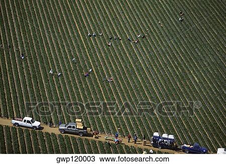Workers harvesting cauliflower View Large Photo Image Stock Image - Workers harvesting cauliflower. Fotosearch