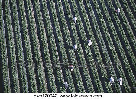 Workers harvesting strawberries, Florida View Large Photo Image Stock Image - Workers harvesting strawberries, Florida. Fotosearch