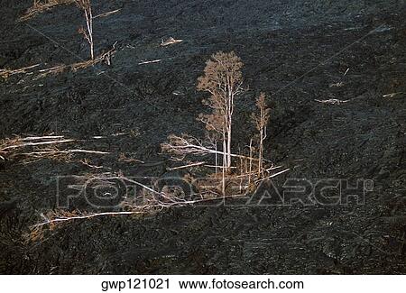 Trees killed by encroaching lava flow, Hawaii View Large Photo Image Stock Image - Trees killed by encroaching lava flow, Hawaii. Fotosearch