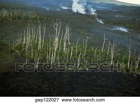 Trees killed by lava flows, Hawaii View Large Photo Image Stock Photo - Trees killed by lava flows, Hawaii. Fotosearch