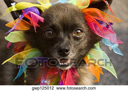 Stock Image - Close-up of a dog. Fotosearch