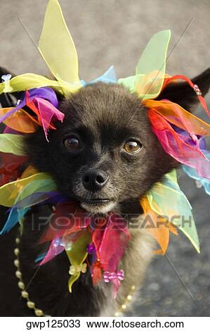 Close-up of a dog wearing gay pride flags View Large Photo Image Stock Image - Close-up of a dog wearing gay pride flags. Fotosearch