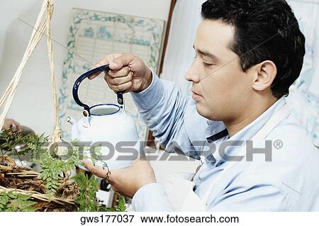 Side profile of a mid adult man watering a potted plant View Large Photo Image Stock Photo - Side profile of a mid adult man watering a potted plant. Fotosearch