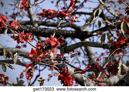 Close-up of flowers on a branch, St. Petersburg, Florida, USA View Large Photo Image Stock Image - Close-up of flowers on a branch, St. Petersburg, Florida, USA. Fotosearch