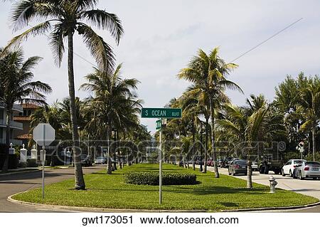 Palm trees in a park, Lake Worth, Palm Beach County, Florida, USA View Large Photo Image Stock Image - Palm trees in a park, Lake Worth, Palm Beach County, Florida, USA. Fotosearch