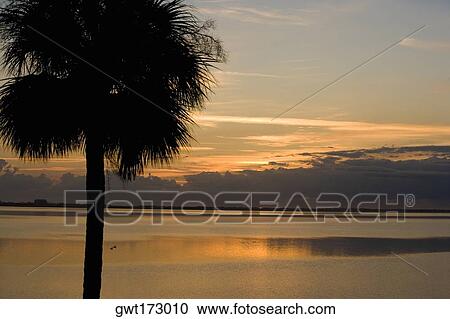 Stock Image - Silhouette of a palm tree, St. Augustine Beach, Florida, USA. Fotosearch