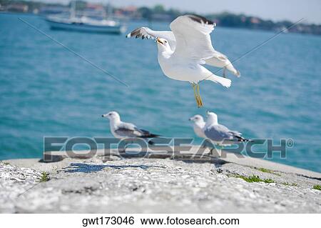 Three birds on a rock and a bird flying, Matanzas Bay, St Augustine, Florida, USA View Large Photo Image Stock Photograph - Three birds on a rock and a bird flying, Matanzas Bay, St Augustine, Florida, USA. Fotosearch