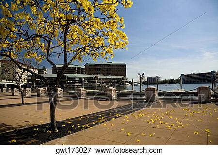 Stock Photo - Trees in a park, Riverfront park, Tampa, Florida, USA. Fotosearch