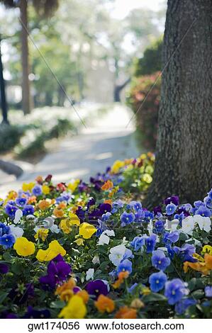 Close-up of flowers in a park, Lake Eola Park, Orlando, Florida, USA View Large Photo Image Stock Photograph - Close-up of flowers in a park, Lake Eola Park, Orlando, Florida, USA. Fotosearch