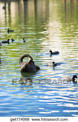 Duck swimming in a lake, Lake Eola, Lake Eola Park, Orlando, Florida, USA View Large Photo Image Stock Photo - Duck swimming in a lake, Lake Eola, Lake Eola Park, Orlando, Florida, USA. Fotosearch