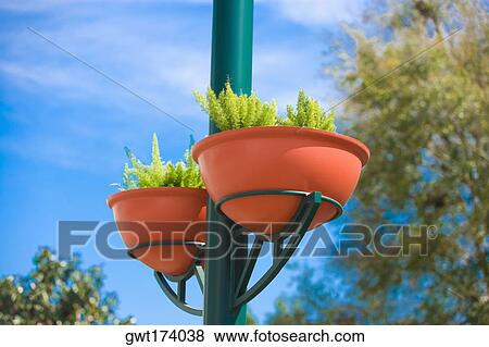 Low angle view of potted plants on a pole, Orlando, Florida, USA View Large Photo Image Stock Photo - Low angle view of potted plants on a pole, Orlando, Florida, USA. Fotosearch