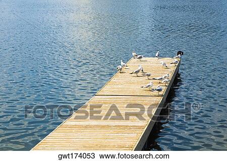 Stock Image - Pigeons perching on a pier, Altamonte Springs, Orlando, Florida, USA. Fotosearch