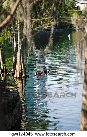 Reflection of trees in a lake, Lake Lucerne, Orlando, Florida, USA View Large Photo Image Stock Photography - Reflection of trees in a lake, Lake Lucerne, Orlando, Florida, USA. Fotosearch