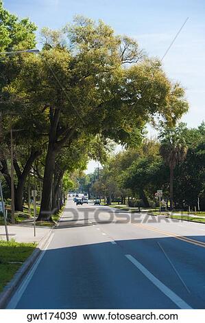 Stock Photo - Trees along a road, Orlando, Florida, USA. Fotosearch
