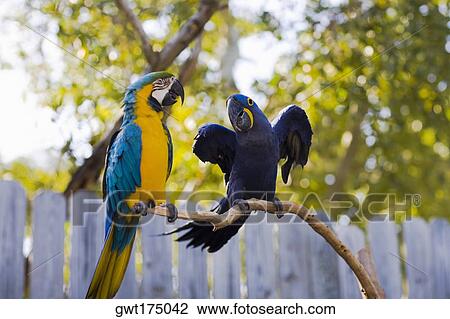 Stock Image - Blue-And-Yellow macaw (Ara Ararauna) with a Hyacinth macaw (Anodorhynchus hyacinthus) perching on a branch, Florida Keys, Florida, USA. Fotosearch