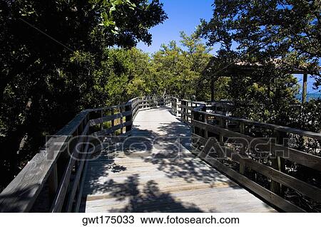 Boardwalk in the forest, Tropical Hardwood Hammock, Florida Keys, Florida, USA View Large Photo Image Stock Image - Boardwalk in the forest, Tropical Hardwood Hammock, Florida Keys, Florida, USA. Fotosearch