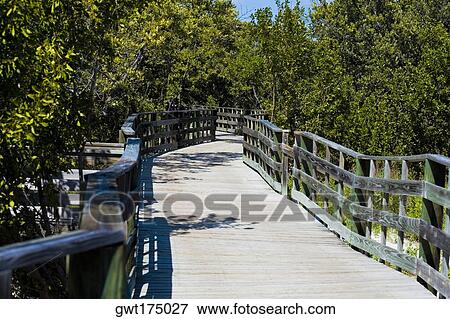 Stock Photo - Boardwalk in the forest, Tropical Hardwood Hammock, Florida Keys, Florida, USA. Fotosearch
