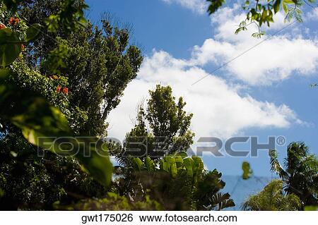 Low angle view of trees, Key West, Florida, USA View Large Photo Image Stock Photograph - Low angle view of trees, Key West, Florida, USA. Fotosearch