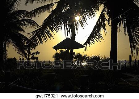 Silhouette of palm trees at dusk, White Street Pier, Key West, Florida, USA View Large Photo Image Stock Image - Silhouette of palm trees at dusk, White Street Pier, Key West, Florida, USA. Fotosearch