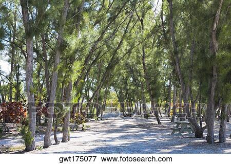 Trees in a forest, Fort Zachary Taylor State Park, Key West, Florida, USA View Large Photo Image Stock Photo - Trees in a forest, Fort Zachary Taylor State Park, Key West, Florida, USA. Fotosearch